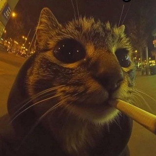 Telegram profile photo for yanotik