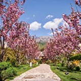 Telegram profile photo for МИНДАЛЬНЫЕ ГЕКТАРЫ