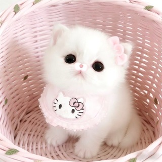 Telegram profile photo for 𝓛umiαω's ⁰ᨵᩥ⁰