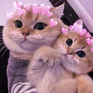 Telegram profile photo for котячий гороскоп