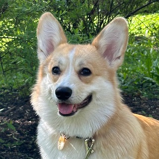 Telegram profile photo for Дора | Жизнь коргини | Корги