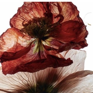 Telegram profile photo for L’arte di perdersi