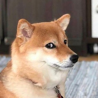 Telegram profile photo for Doghouse