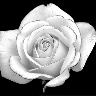 Telegram profile photo for The White Rose Sweden