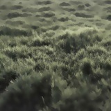 Telegram profile photo for grass blie.