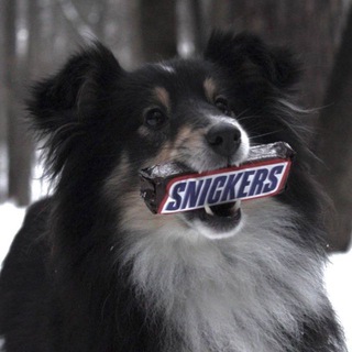 Telegram profile photo for собака злобный волос🧜