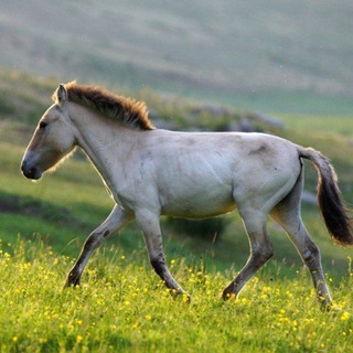 Telegram profile photo for Лошадь Пржевальского — фото картинки Дикие лошади Монголия, wild Przawalski's horses