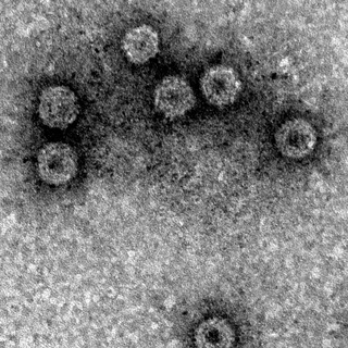 Telegram profile photo for Вирусофобия (Disease X)