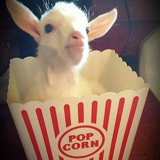 Telegram profile photo for еgоzа