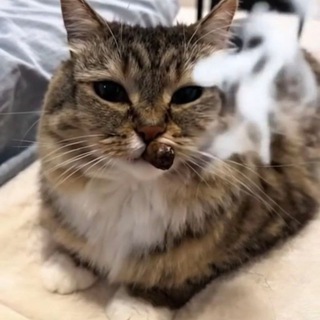 Telegram group profile photo for Чат блохи