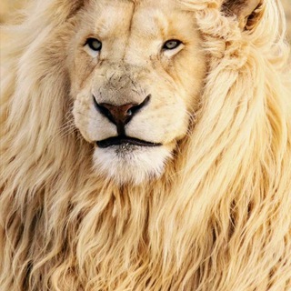 Telegram profile photo for Sher hon