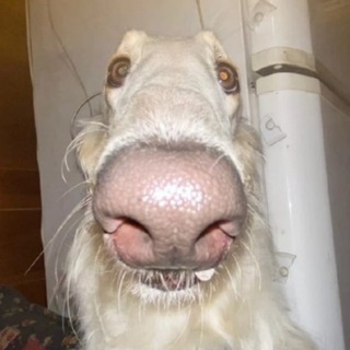 Telegram profile photo for будка