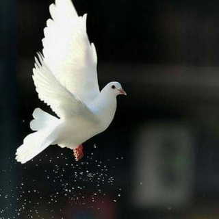 Telegram profile photo for ان الذكرى تنفع المؤمنين
