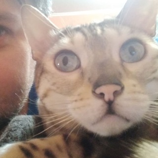 Telegram profile photo for Шулика для вас создал агрегатор