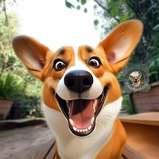 Telegram profile photo for Мемы Корги 🧨