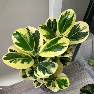 Telegram profile photo for Plants_momster 🪴 О РАСТЕНИЯХ