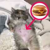 Telegram profile photo for Няк Няк