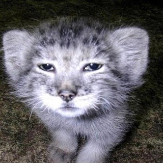 Telegram profile photo for чепушатник