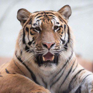 Telegram profile photo for Vikram Singh™ (2020)