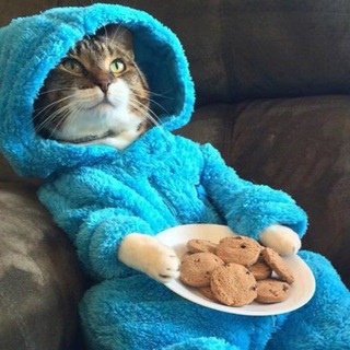 Telegram profile photo for Мяуколка 2.0