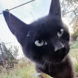 Telegram profile photo for Чёрный Канал