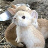 Telegram profile photo for мяковвка