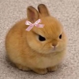 Telegram profile photo for несанечка