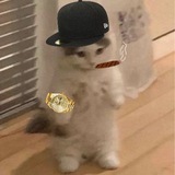 Telegram profile photo for ALPHA
