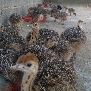 Telegram profile photo for راهنمای پرورش شترمرغ(شرکت فرادام زرین خاورمیانه)
