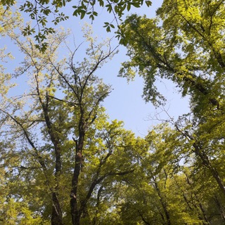 Telegram profile photo for کانال آموزشی شیمی