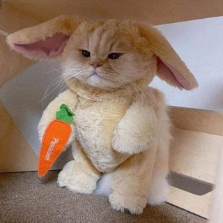 Telegram profile photo for потерявшийся зайкокотик