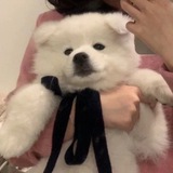Telegram profile photo for ʚ uchinaga-aeri. 👼🏻