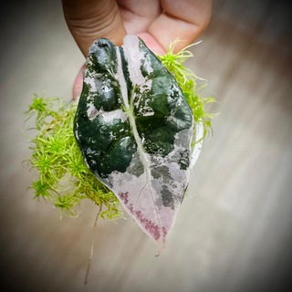 Telegram profile photo for Pink Leaf (про растения и цветы )🍃