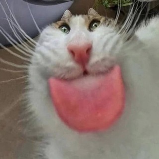 Telegram profile photo for ✨Зарисовки Милс 😼🤙