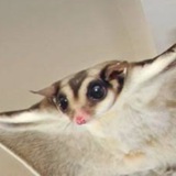 Telegram profile photo for Белка литяга 🐿️