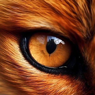 Telegram profile photo for 254