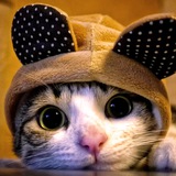 Telegram profile photo for Мими Котики