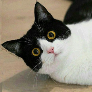 Telegram profile photo for کانال پیشی ها 🐱 🐈