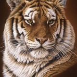 Telegram profile photo for Trade F&O