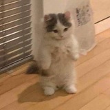 Telegram profile photo for Standing Cat Portal
