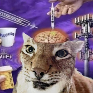 Telegram profile photo for Bobcat Pocket Dimension