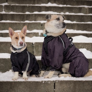 Telegram profile photo for RALPHDOG