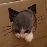 Telegram profile photo for поставка котичей
