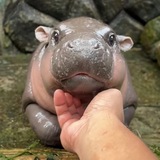 Telegram profile photo for MOOSUNDENG