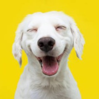 Telegram profile photo for HAPPY🐶Dog | канал о счастливых собаках
