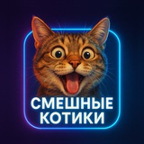 Telegram profile photo for Смешные котики
