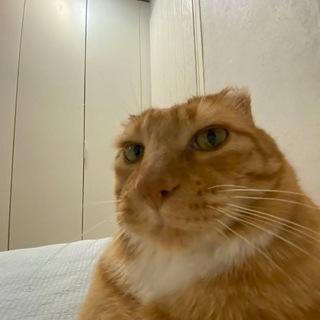 Telegram profile photo for 𝖵𝖺𝗆𝗉𝗂, 