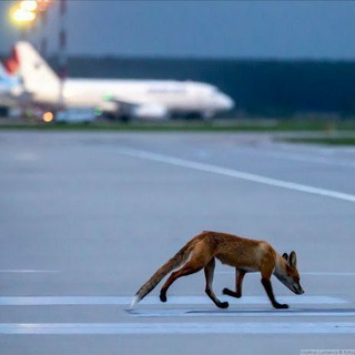 Telegram profile photo for FoxRunwayNews