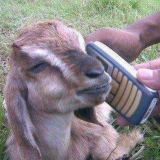 Telegram profile photo for Goated Calls