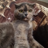 Telegram profile photo for Фан клуб Дуси